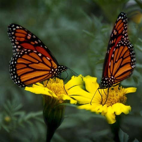Two Butterflies Monarch By Andre Villeneuve On 500px