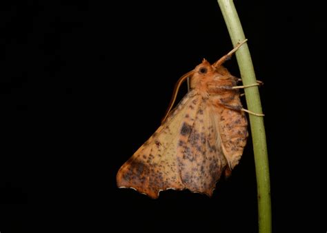 Maple Spanworm Moth Hanging On 6797 Ennomos Magnaria Map Flickr