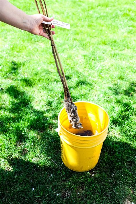 Planting Bare Root Trees Tips And Tricks All Things Mamma