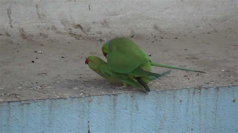 Rose Ringed Parakeets Mating Youtube