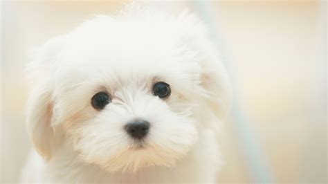 Sad Puppy Sad Dog Cute White Dreamy White Soba Phone Wallpapers