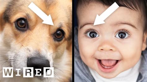 How Puppy Dog Eyes Evolved To Match Humans Wired Youtube