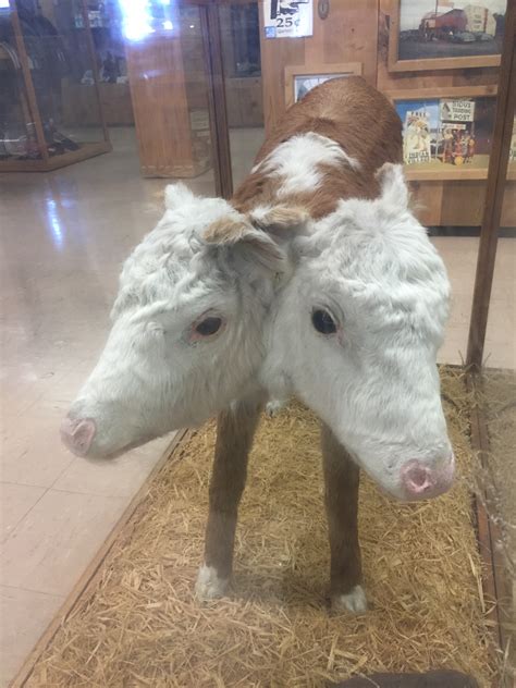 Fort Cody Trading Post Siamese Twin Cows • Free Wheelin