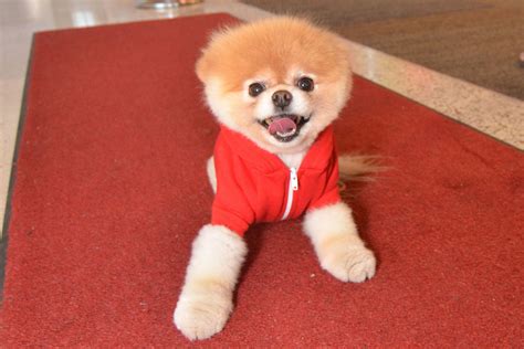 Boo The Pomeranian Once Named The Worlds Cutest Dog Dies World
