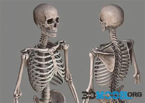 3d Model Human Skeleton Caucasian Male Pbr
