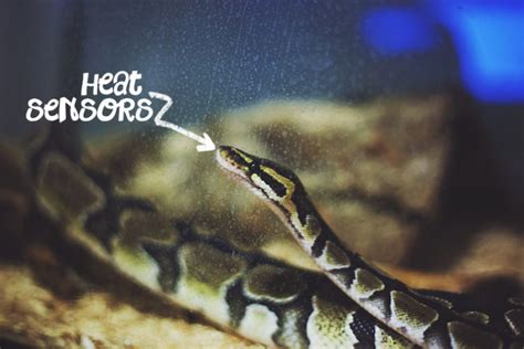 The Ultimate Ball Python Feeding Troubleshooting Guide My Pet Python