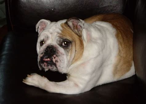 The top 5 best dog foods for yeast infections. Savanna - Bulldog Clears Yeast Infection - Nzymes