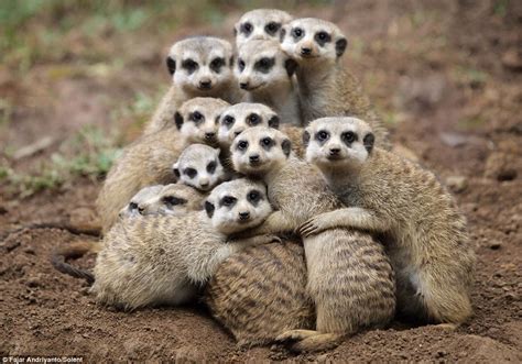 Group Hug Keeping Warm Is Just Simples For These Soggy Meerkats Who