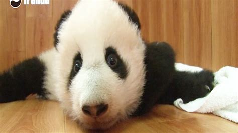 Panda Cubs Make Their Adorable Debut Nbc News