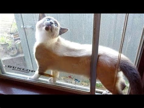 House cats sometimes pant when they are feeling anxious or after excessive exercise. WARNING: You will POOP YOUR PANTS from LAUGHING TOO HARD ...