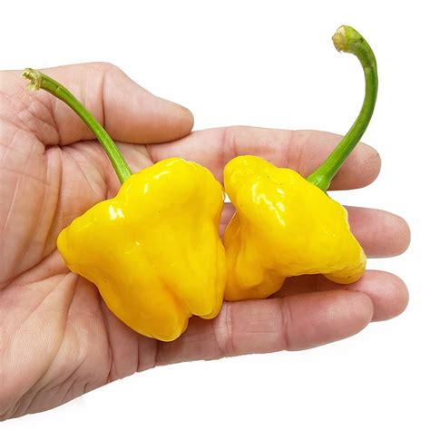 Jamaican Yellow Mushroom Pepper Seeds Capsicum Chinense Ubicaciondepersonascdmxgobmx