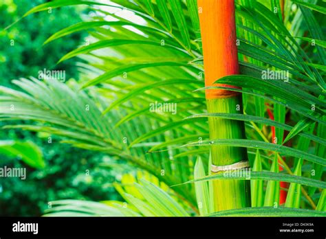 Vibrant Tropical Plants In Hawaii Abstract Background Stock Photo Alamy