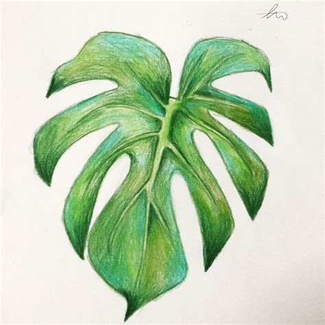Leaf Drawing 🌿 Colored Pencil Art Projects Leaf Drawing Leaves Sketch