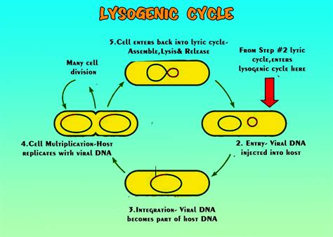 Lysogenic Cycle Definition And Steps Biology Dictiona