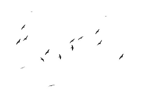 Flying Flock Of Birds Png File Png Mart