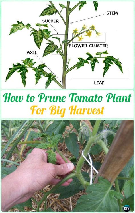 Gardening Tips To Grow Tomatoes Harvest In Containers