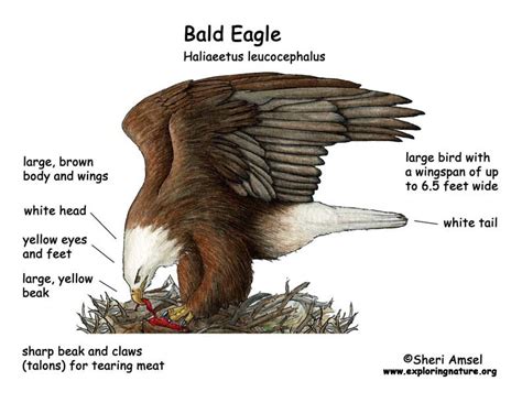 Eagle Bald