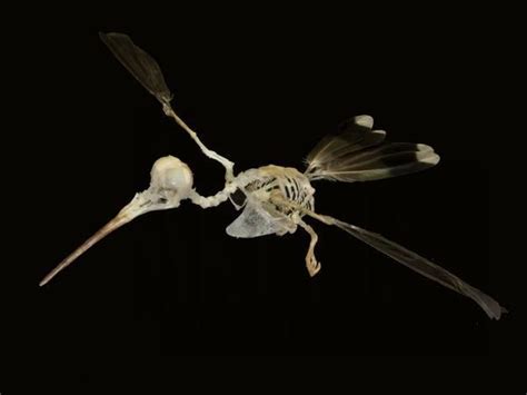 Skeleton Articulation: Custom Skeletal Articulation and Cleaning