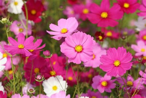 Cosmos Sensation Mix Seeds Of India Shop Seeds Of India