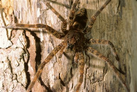 Large Wood Spider ~ Wolf Spider