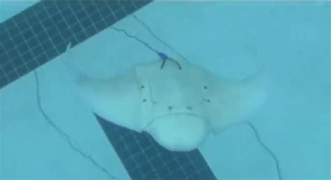 Mantabot The Underwater Manta Ray Robot Nerdbeach