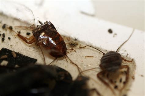 Along with spraying, your pest control company could use poisonous bait to thwart cockroaches. roach control spray and bait treatments for the home