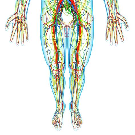 Explore the anatomy systems of the human body! Lower Body Anatomy Photograph by Pixologicstudio/science Photo Library