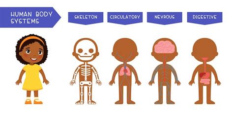 Premium Vector Human Body Systems Educational Kids Illustration