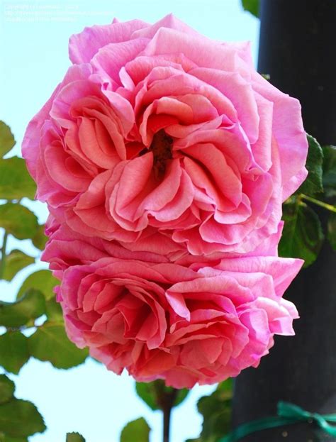 Large Flowered Climbing Rose Aloha Rosa Climbing Roses Rose