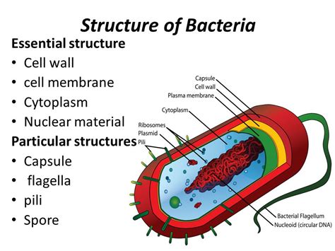 Bacteria Structure With Labels