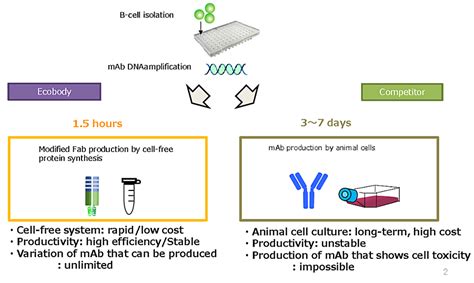 Custom Rabbit Monoclonal Antibody Production Service Using Ecobody