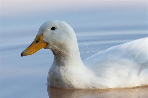 Swimmming White Domesticated Duck In Nature Stock Photo Image Of