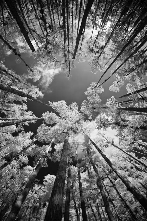 Konsep Penting 18 Trees Black And White Photography Nature