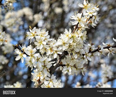 Branch Cherry Blossoms Image And Photo Free Trial Bigstock