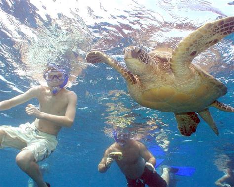 Maui Turtle Snorkel Tour Swim With Hawaiian Green Sea Turtles Maui