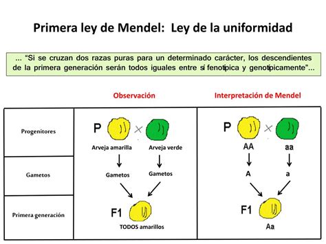 Ppt Leyes De La Herencia Powerpoint Presentation Free Download Id