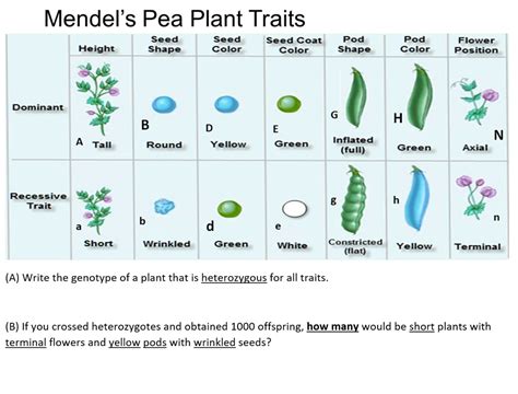 Solved Mendels Pea Plant Traits Seed Coat Seed Shape Seed Color Pod