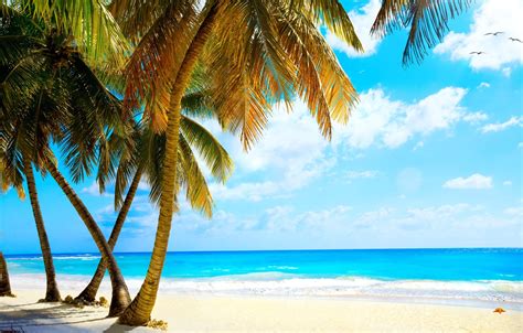 Wallpaper Sand Sea Beach Tropics Palm Trees Shore Summer Beach