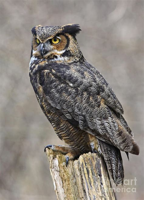 Great Horned Owl Watch Photograph By Inspired Nature