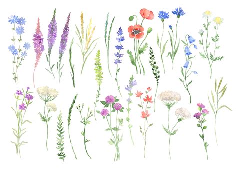Watercolor Wildflowers Clipart Botanical Floral Files Flowers Clip Art By Vilenaart Thehungryjpeg