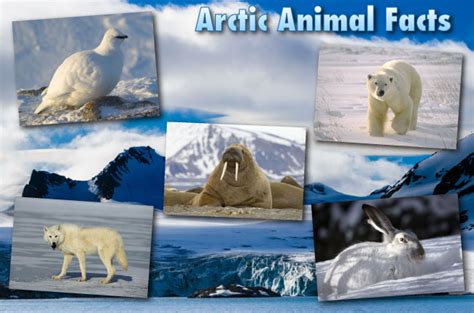 Amazing Facts About Animals With Pictures For Kids