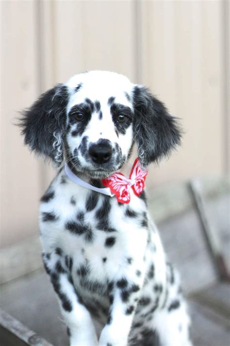 Puppy Information Paradise Dalmatians