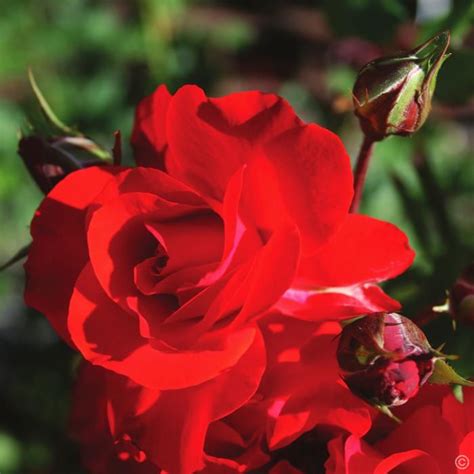 Jan Spek Floribunda Rose Satchmo Med Lge Dbl Blooms Planting Mums