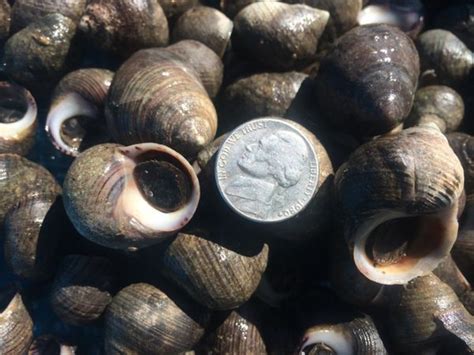 Common Periwinkle Snail Littorina Littorea Gulf Of Maine Inc