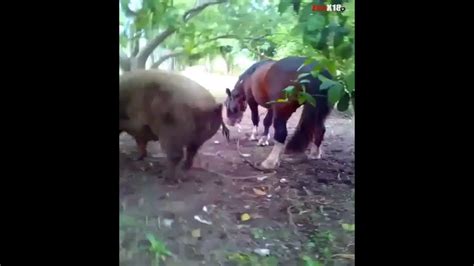 Amazing Horse Meeting Pig Big Pig And Horse Mating Youtube