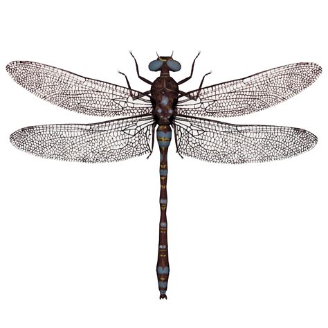 Pin By Niv On Dragonfly Dragonfly Images Dragonfly Art Dragonfly