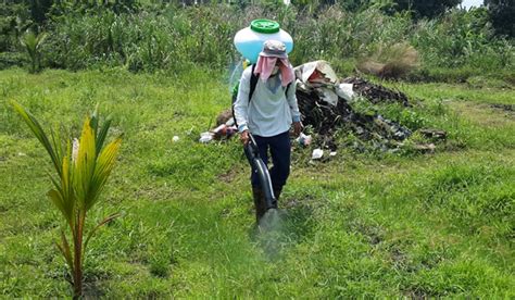 Racun rumput (herbisida) buatan sendiri ini saya tulis berdasarkan pengalaman saya dalam merawat perkebunan sawit yang luasnya 5 hektar kebetulan sejak melambungnya harga herbisida herbisida atau atau racun rumput petani merasa sangat tidak diuntungkan sedangkan harga jual hasil panen. Racun rumput dan EfeknyaMediatani - Mediatani