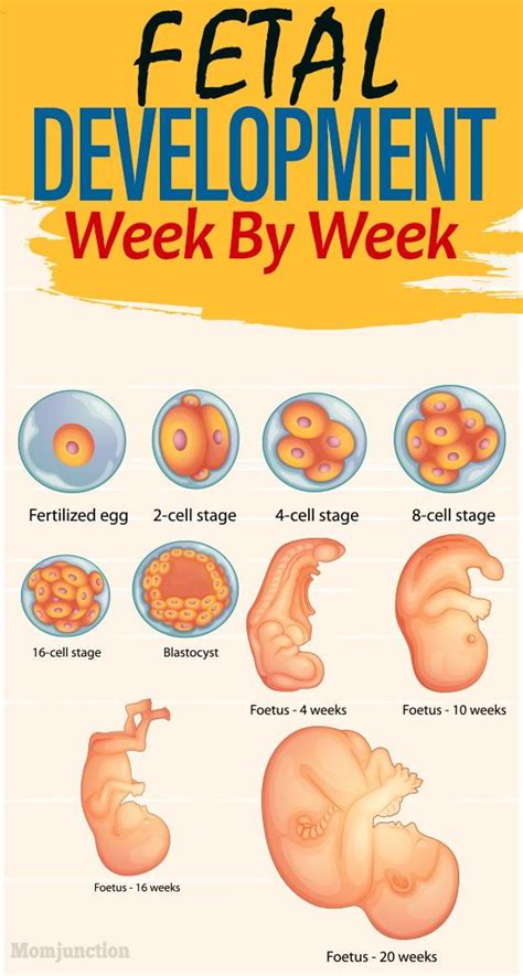 4 Weeks Baby Development Sefa Kardinata Pratama
