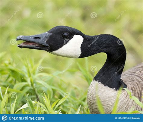 Canadian Geese Stock Photos Canadian Goose Head Close Up Profile View