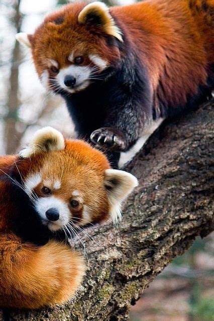 Adorable Red Pandas Super Cuddly Animal Friends Red Panda Cute
